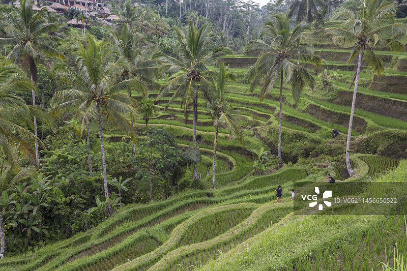 印度尼西亚巴厘岛的梯田图片素材