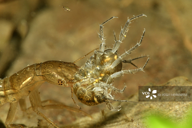 龙虱幼虫捕食水生昆虫图片素材