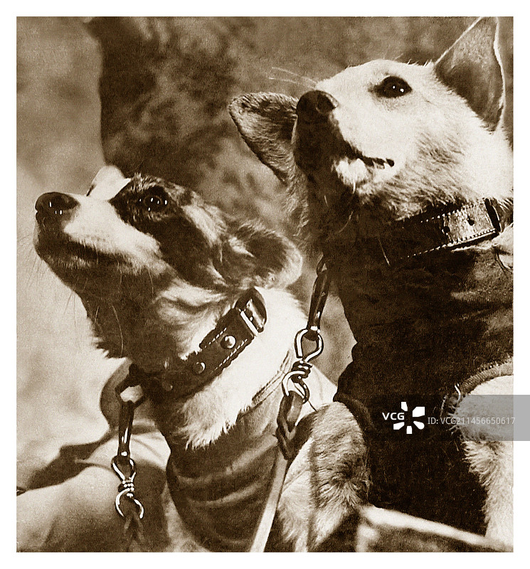 苏联太空犬： Стрелка和Белка图片素材