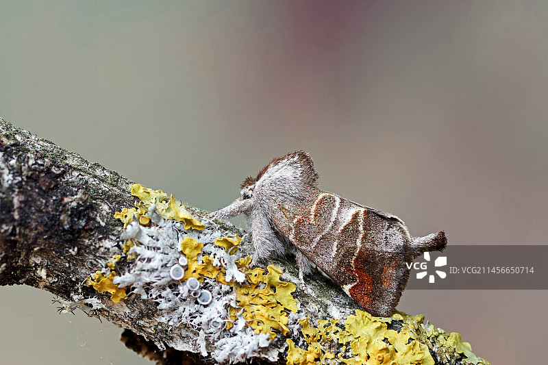 木头上的一只小巧克力尖蛾，法国热尔省图片素材