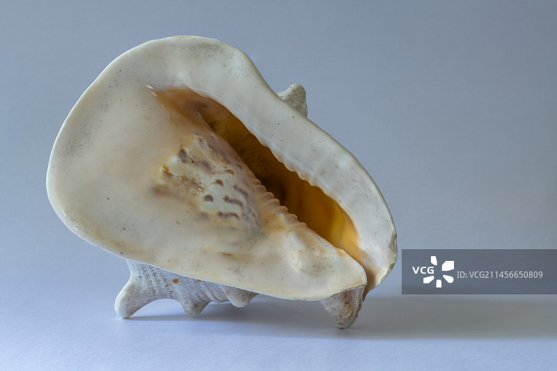 大头盔贝壳图片素材