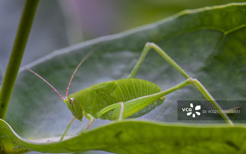 斑点灌木蟋蟀图片素材