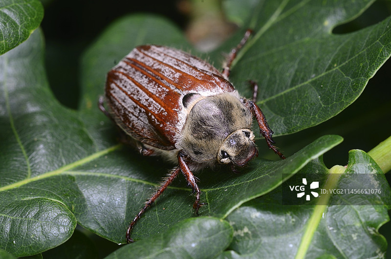 欧洲金龟子图片素材