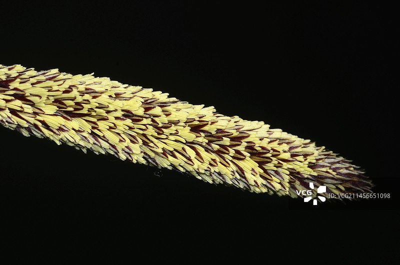 下垂苔草图片素材