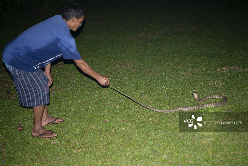 男子抓着眼镜王蛇的尾巴，印度尼西亚巴厘岛图片素材