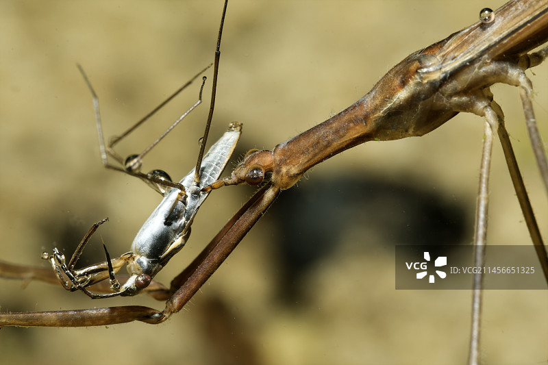 法国卢瓦-谢尔省库菲，水黾捕食水棍虫图片素材