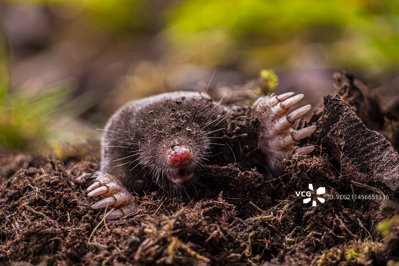 从洞穴中钻出的鼹鼠图片素材