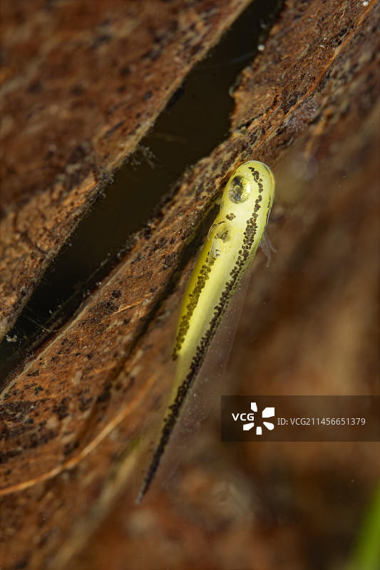 阿尔卑斯小鲵幼体，法国卢瓦尔-谢尔省图片素材