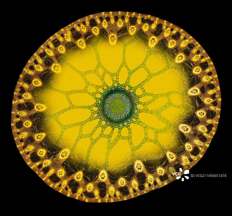 植物茎抽象图像图片素材