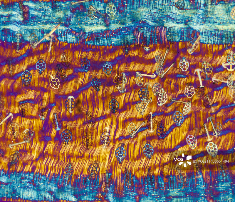 显示骨针的海参皮，光学显微照片图片素材