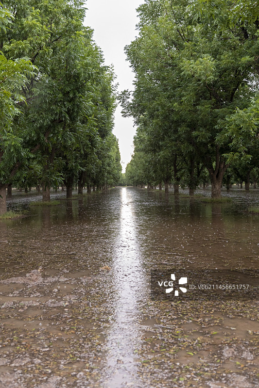 新墨西哥沙漠中的山核桃树（美国）图片素材