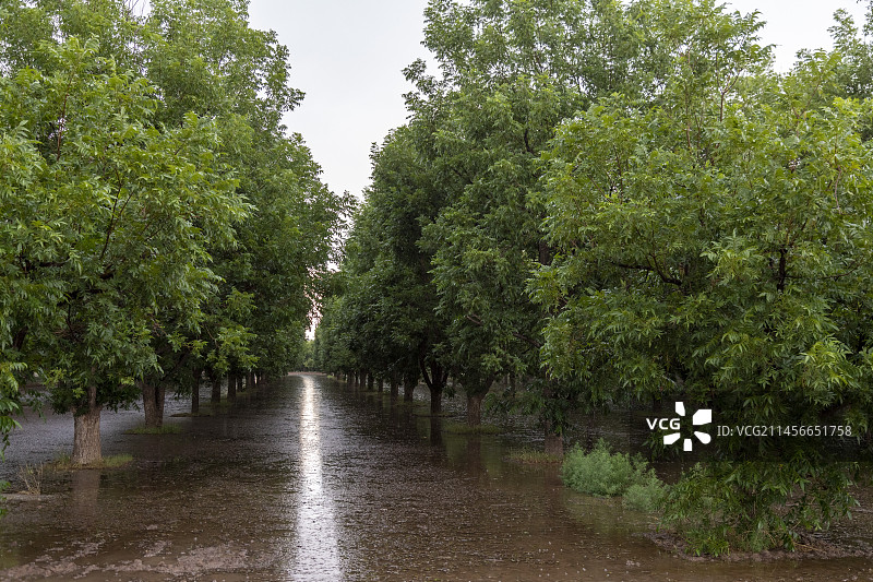 新墨西哥沙漠中的山核桃树（美国）图片素材