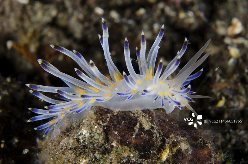 樱花海牛（Sakuraeolis kirembosa），沉船斜坡潜水点，图兰奔，卡朗阿森，巴厘岛，印度尼西亚图片素材