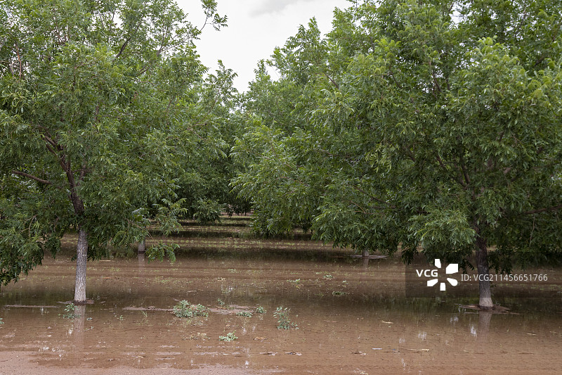 新墨西哥沙漠中的山核桃树（美国）图片素材