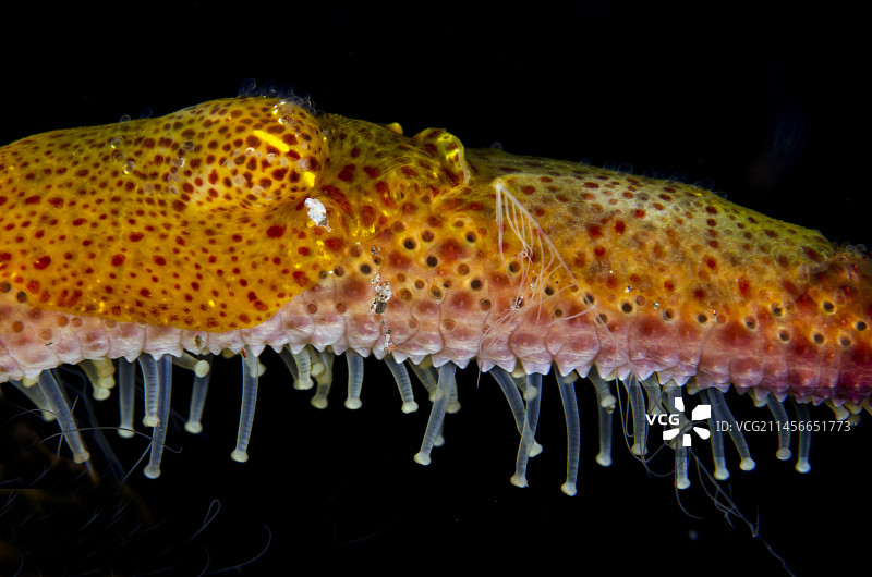 栉水母和海星，印度尼西亚巴厘岛图片素材