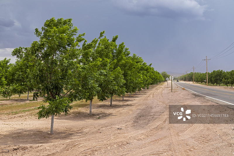 新墨西哥沙漠中的山核桃树图片素材