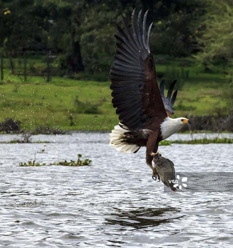 非洲海雕在肯尼亚奈瓦沙湖捕猎图片素材