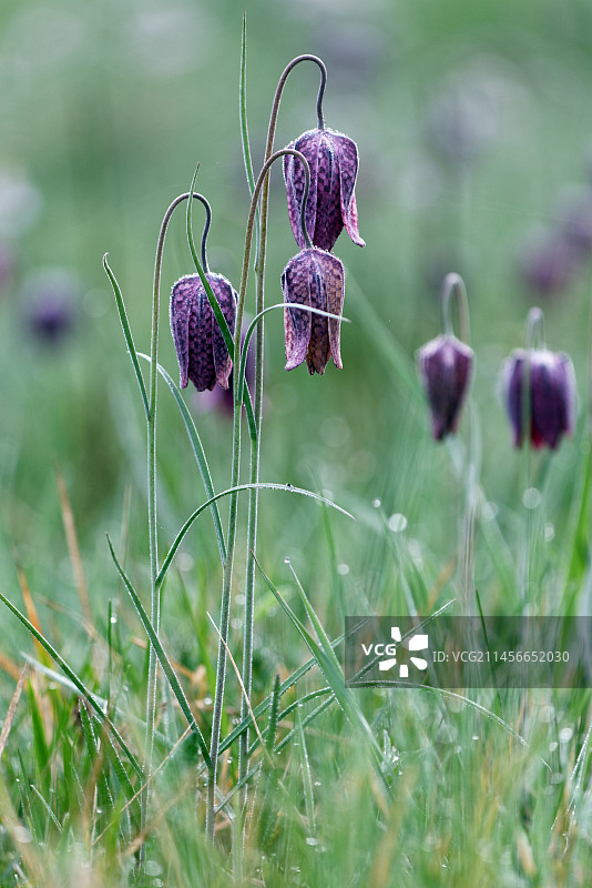 在潮湿草甸清晨的格纹水仙（Fritillaria meleagris）。法国新阿基坦吉伦德省。图片素材