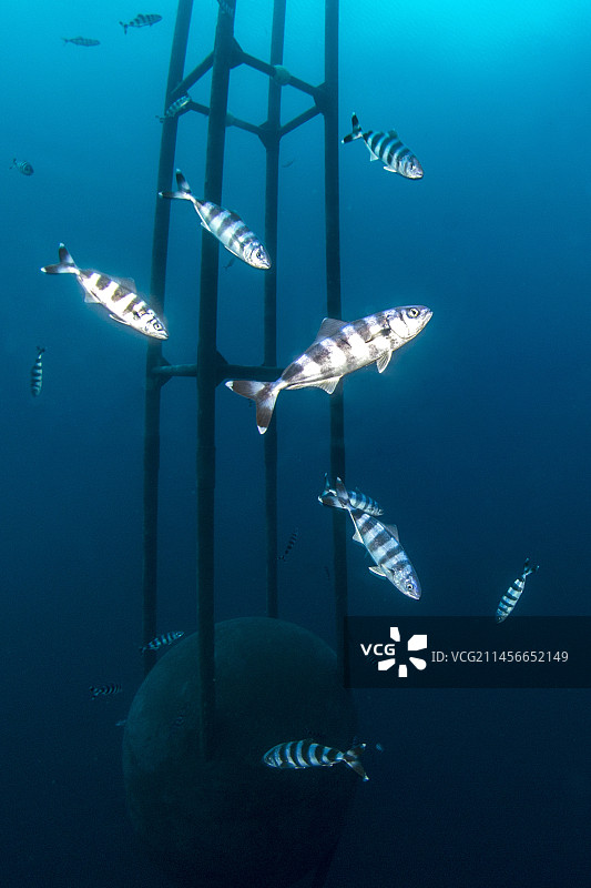 领航鱼图片素材