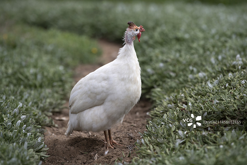 白化珠鸡图片素材