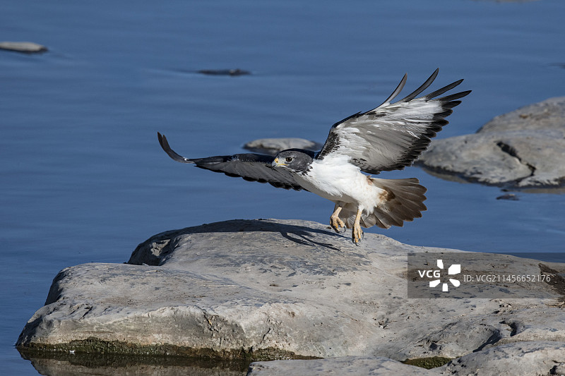 草原鵟起飞图片素材