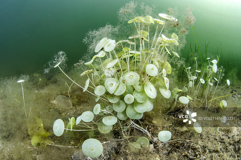 法国奥克西塔尼埃罗省梅兹托湖的伞藻群落图片素材