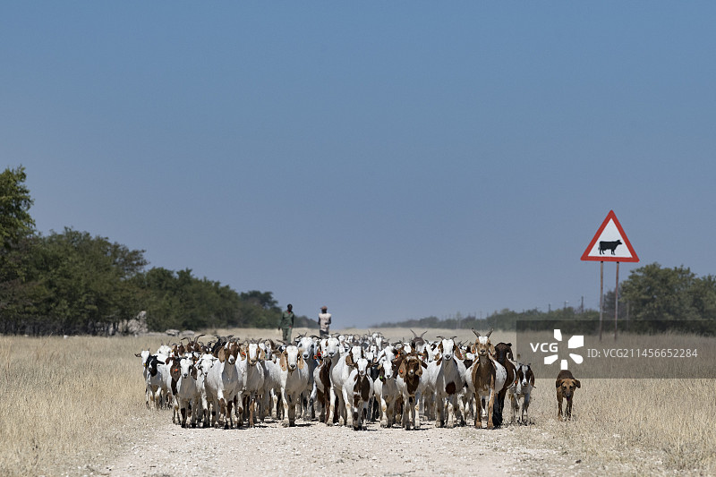 牧羊人和他们的狗与羊群图片素材