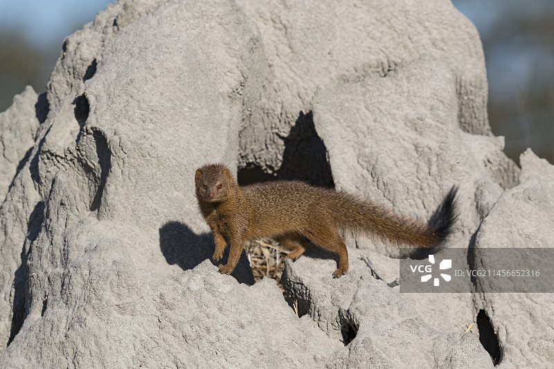 白蚁丘上的细长獴图片素材