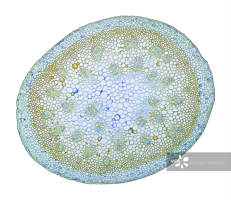 百合花茎，光学显微镜图片素材