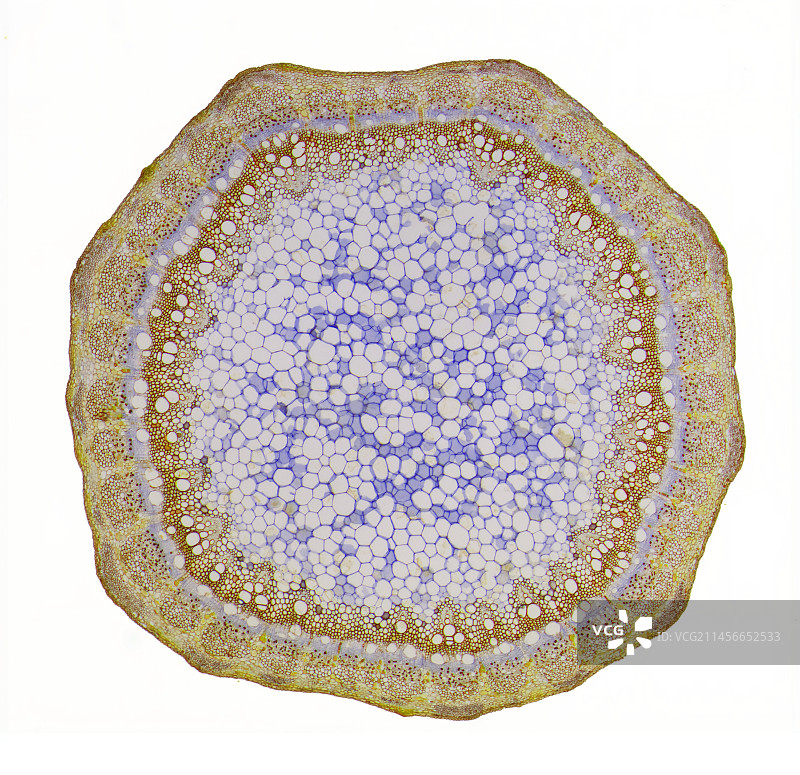 椴树茎，LM图片素材