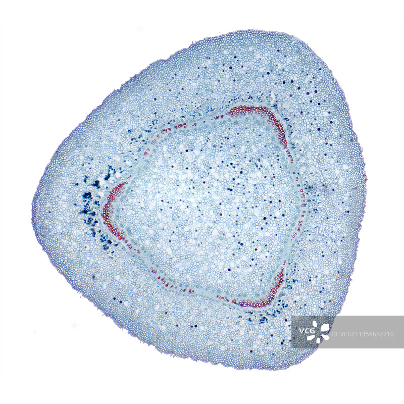 夹竹桃茎，LM图片素材