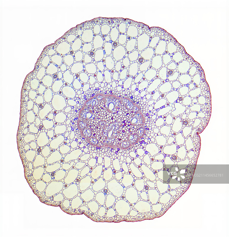 金鱼藻茎，LM图片素材