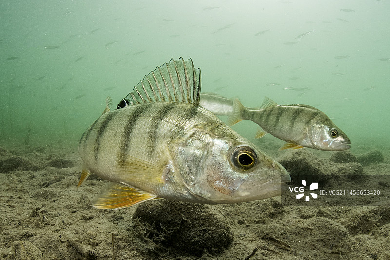 瓦尔博奈湖中的欧鲈图片素材