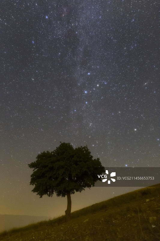 树上的夜空图片素材