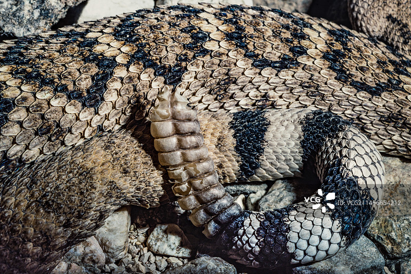 响尾蛇的尾巴图片素材