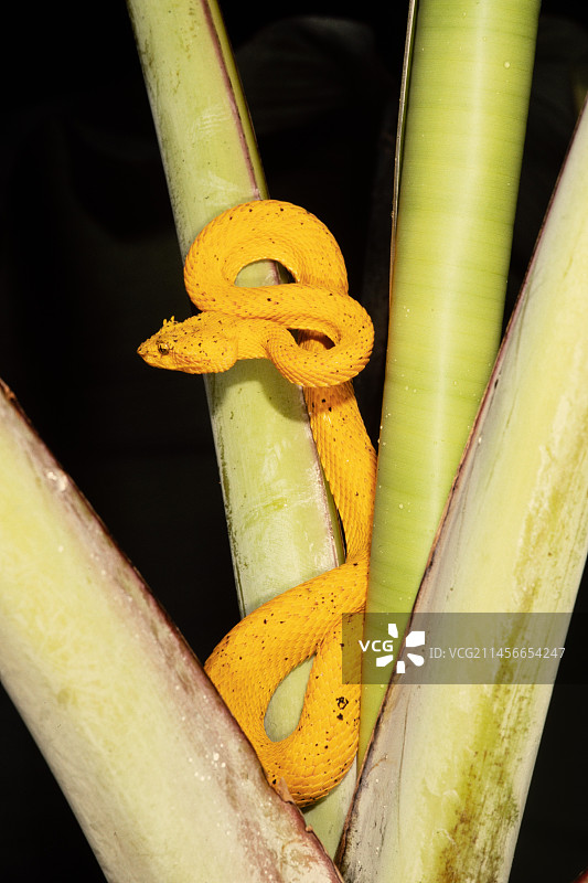 黄色形态的睫毛蝮蛇图片素材