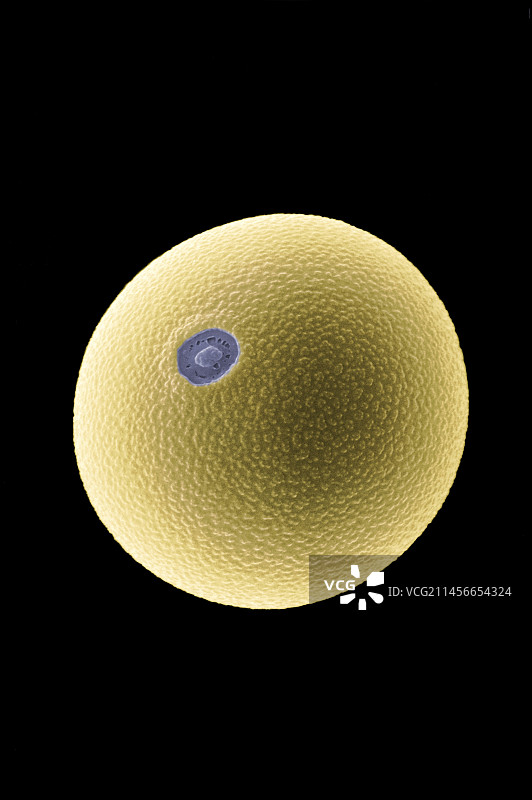 鸭茅草花粉图片素材
