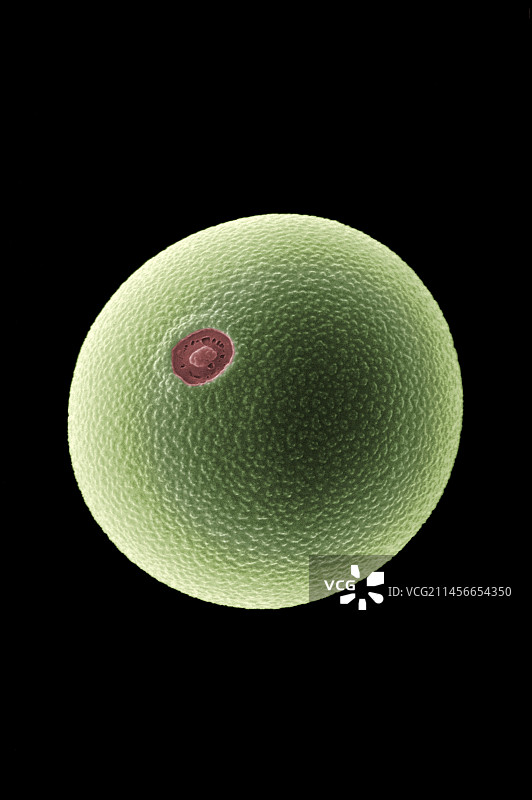 鸭茅草花粉图片素材
