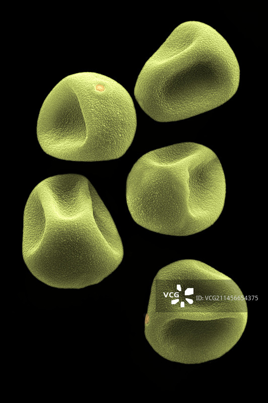 梯牧草花粉，Phleum pratense图片素材