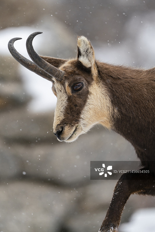 阿尔卑斯羚羊图片素材