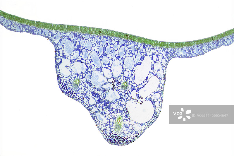 睡莲叶（光学显微镜）图片素材