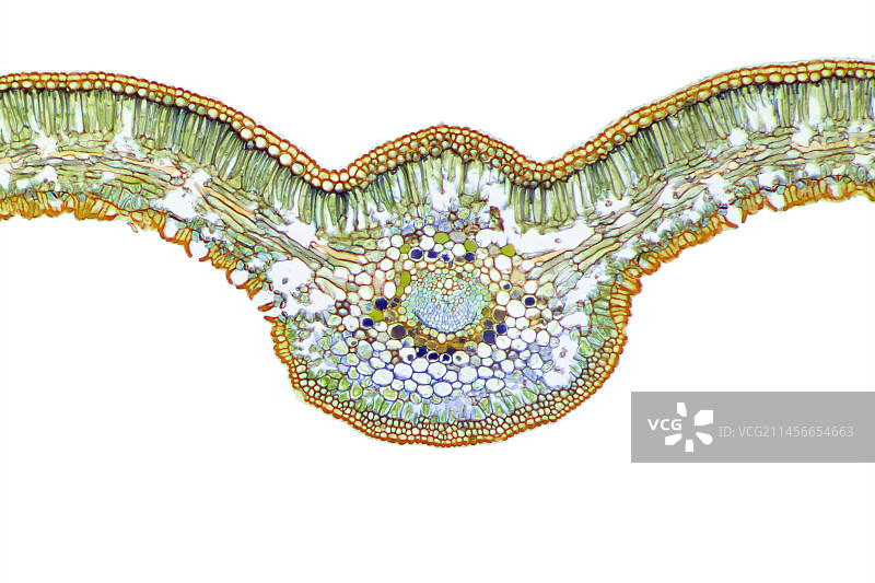 日本西米棕榈叶图片素材