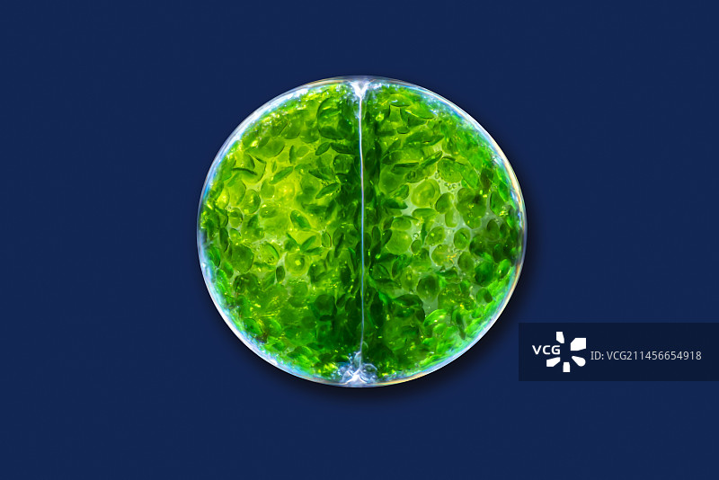 球藻绿色藻类显微照片图片素材