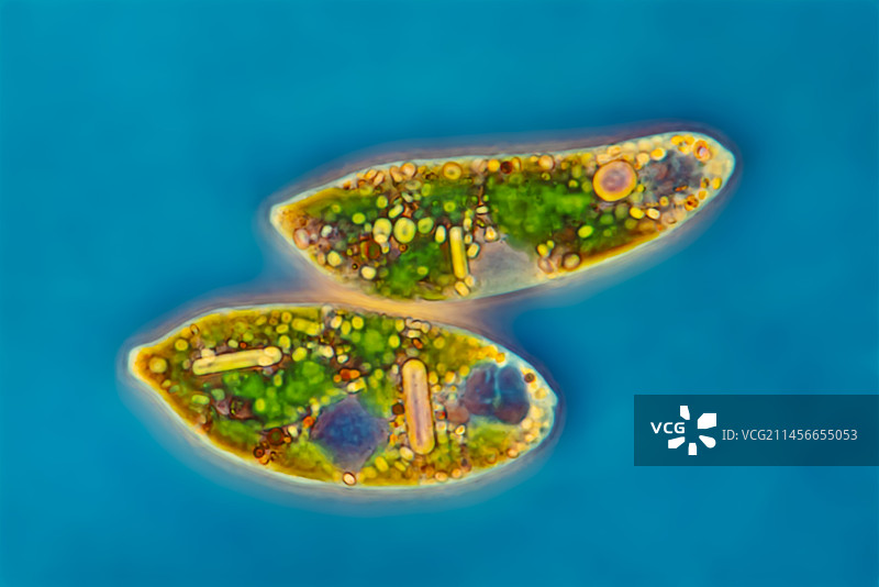 眼虫中间变种图片素材