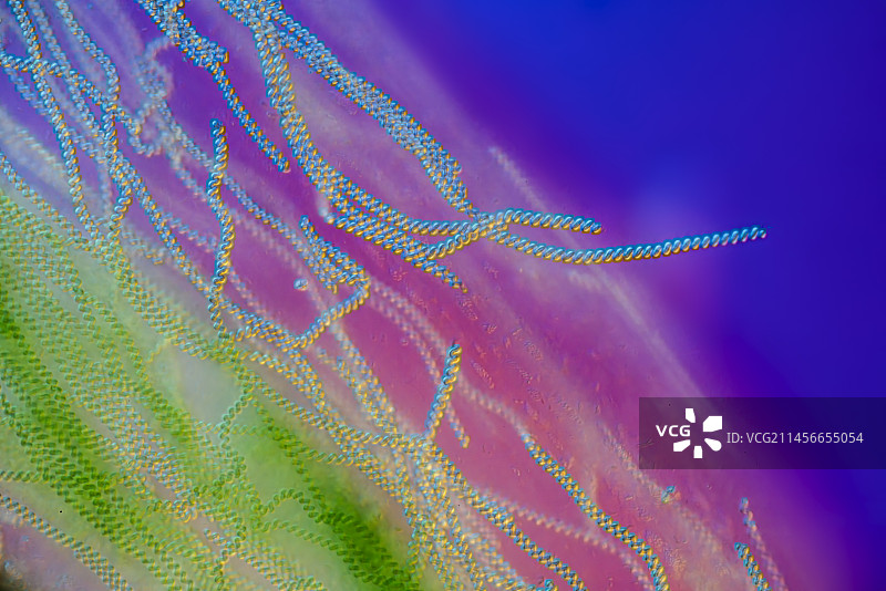 螺旋藻蓝细菌的显微照片图片素材