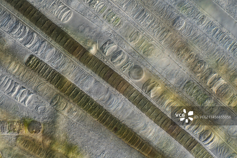 束丝藻，蓝细菌，光学显微照片图片素材