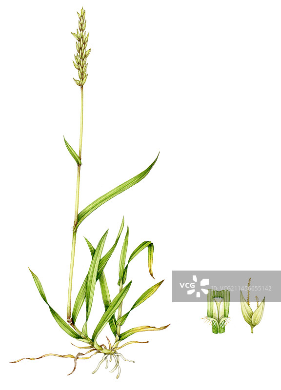 甜茅草植物插画图片素材