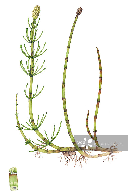 水马尾(Equisetum fluvarile)，插图图片素材