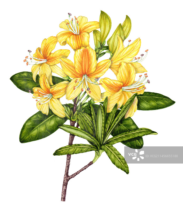 黄色杜鹃花插画图片素材