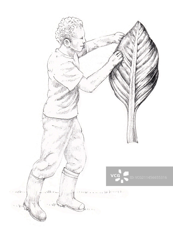 臭菘插画图片素材